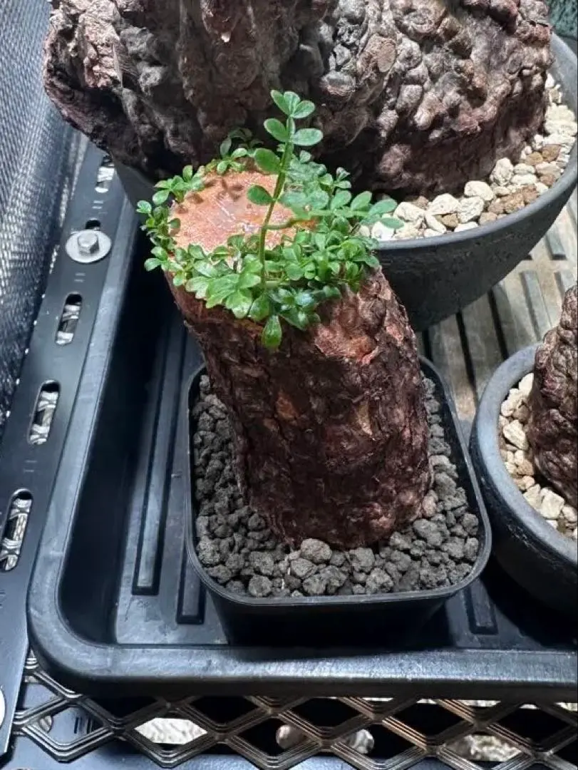 2026年最新】オペルクリカリア パキプス ベアルートの人気アイテム