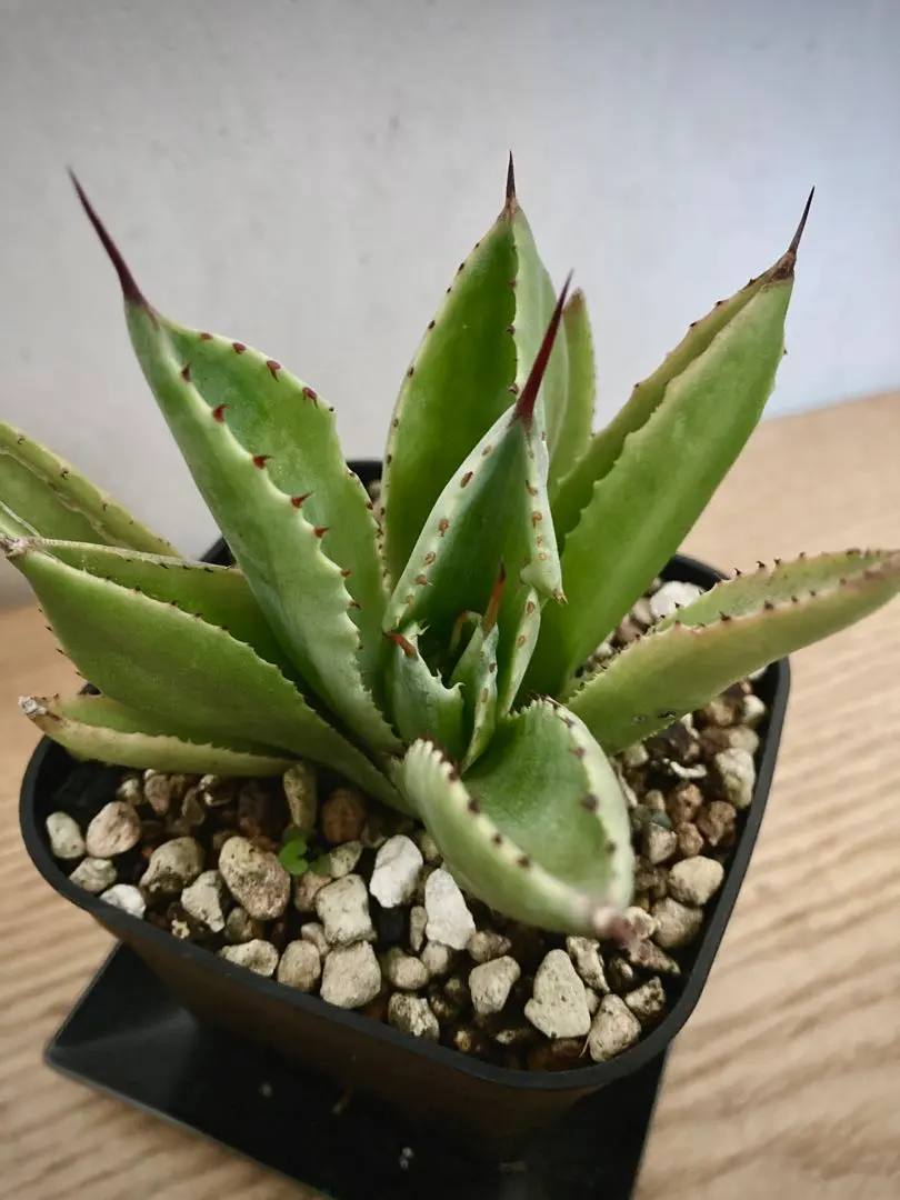 2026年最新】アガベキュービック錦の人気アイテム - メルカリ