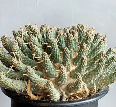 2026年最新】ユーフォルビアフスカの人気アイテム - メルカリ