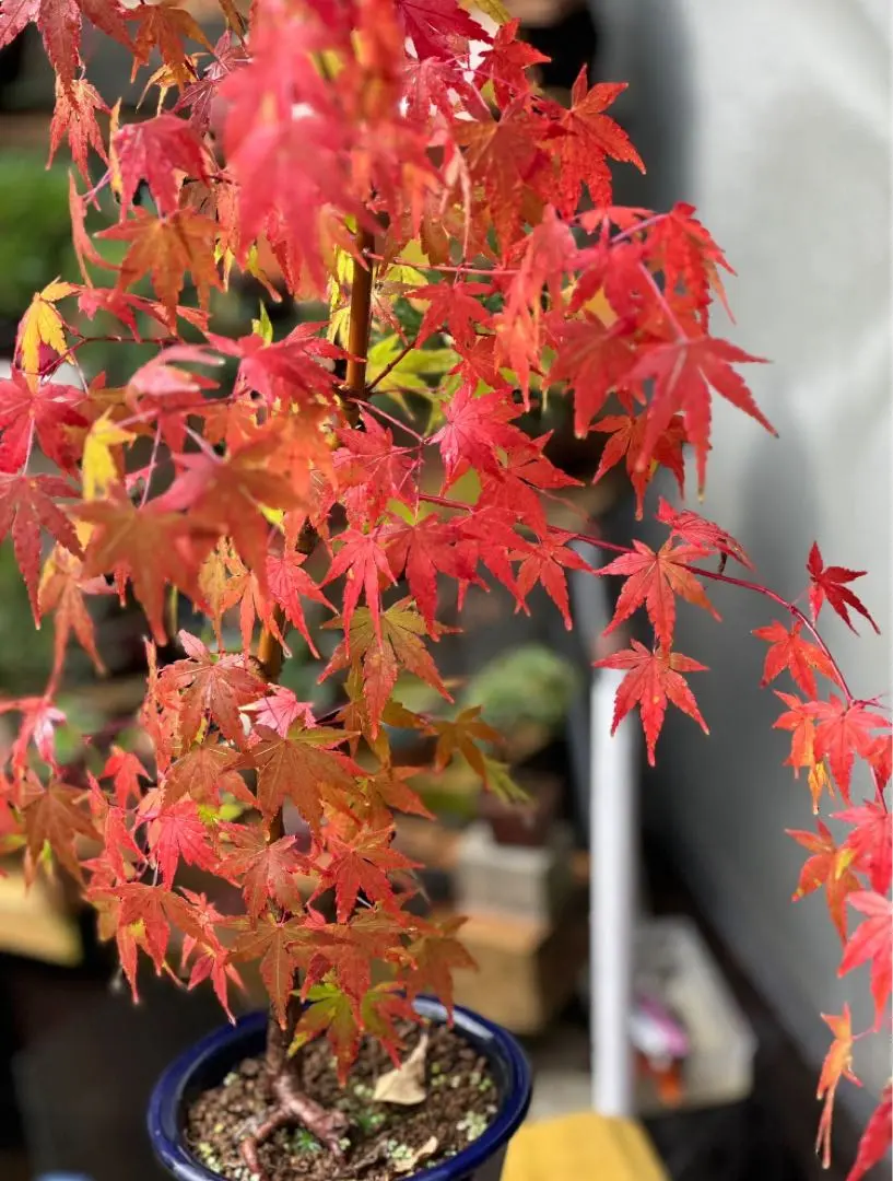 2026年最新】もみじ 盆栽 希少の人気アイテム - メルカリ