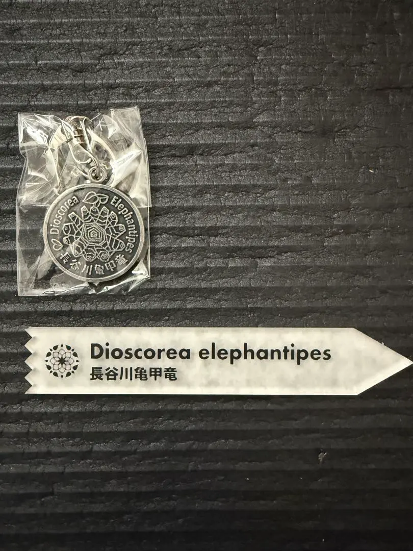 2026年最新】亀甲竜 長谷川の人気アイテム - メルカリ