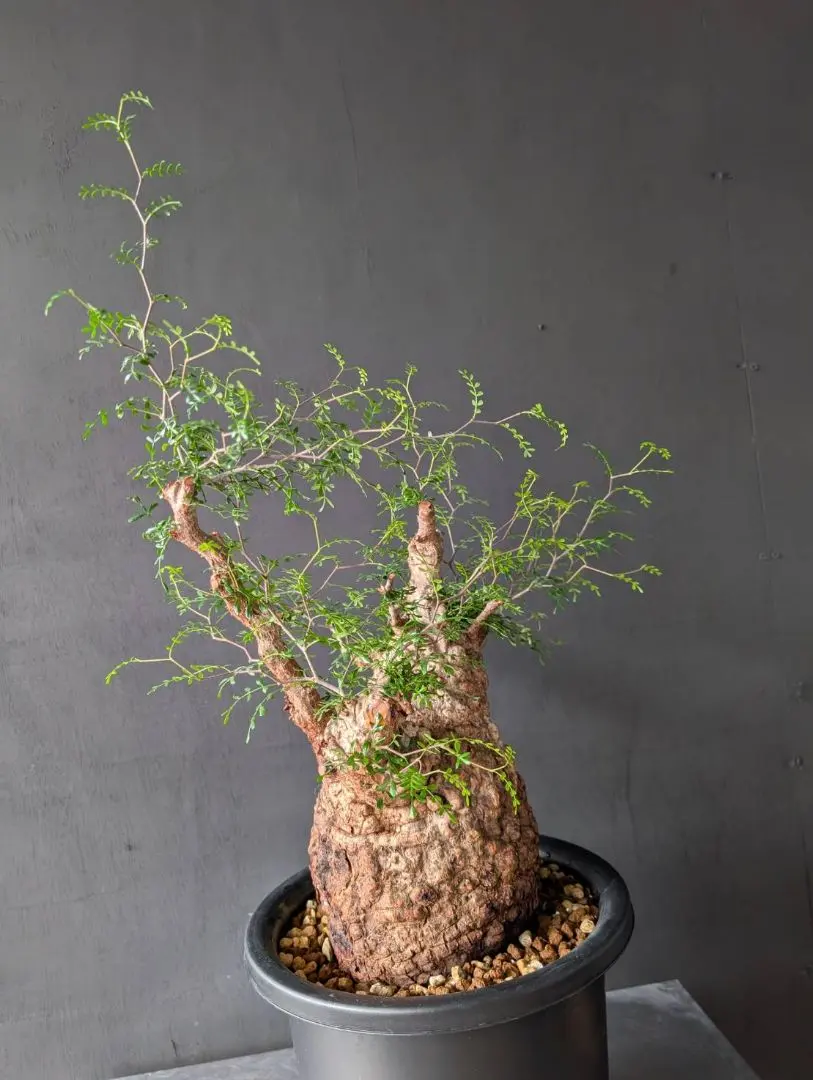 2026年最新】オペルクリカリア ベアルートの人気アイテム - メルカリ