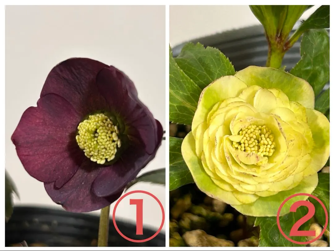 2026年最新】八咫烏 クリスマスローズの人気アイテム - メルカリ