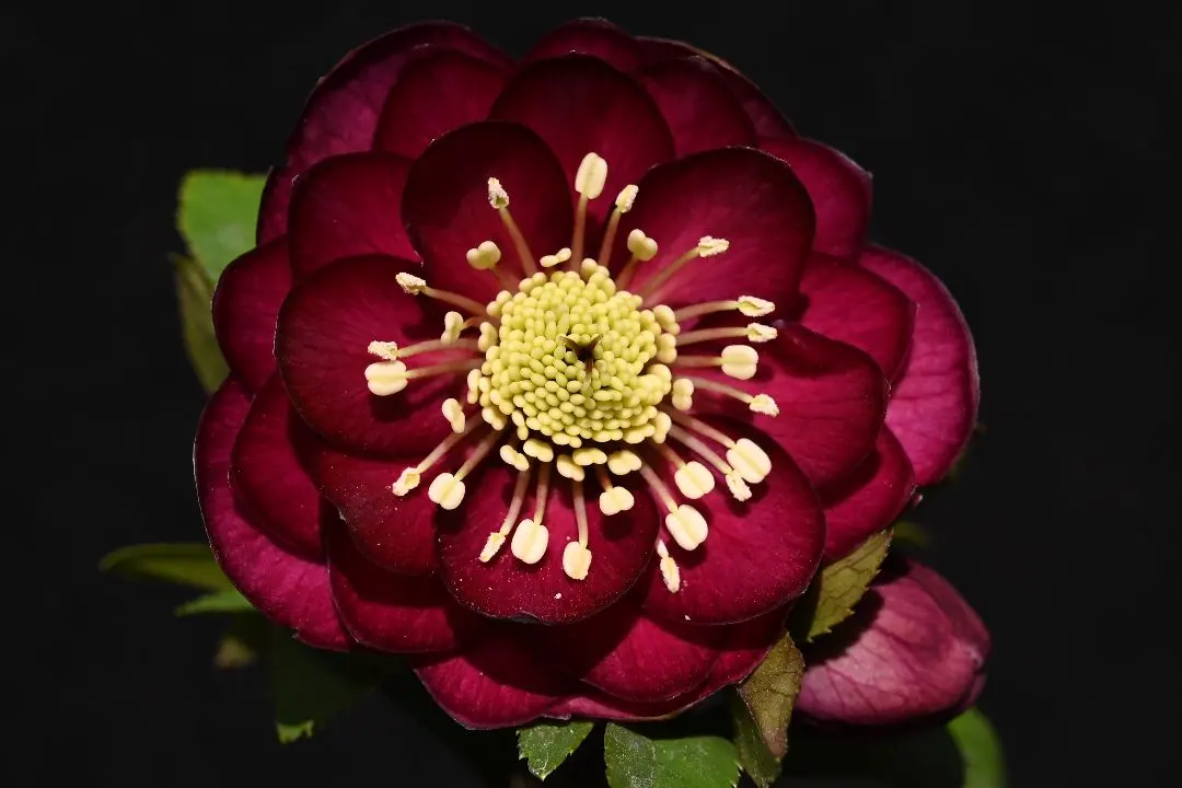 2026年最新】キラメキ クリスマスローズの人気アイテム - メルカリ