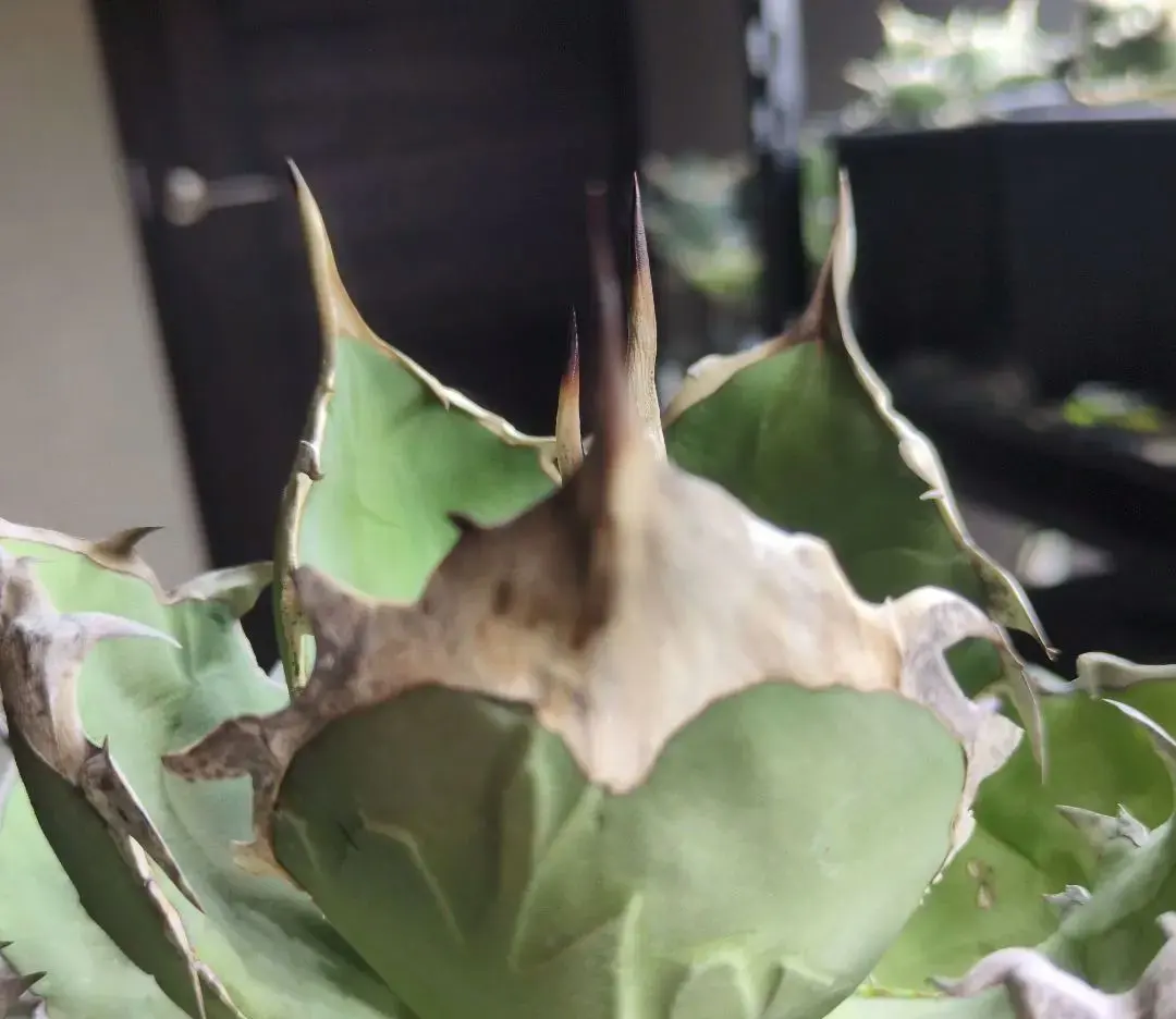 2026年最新】オアハカワイルドの人気アイテム - メルカリ