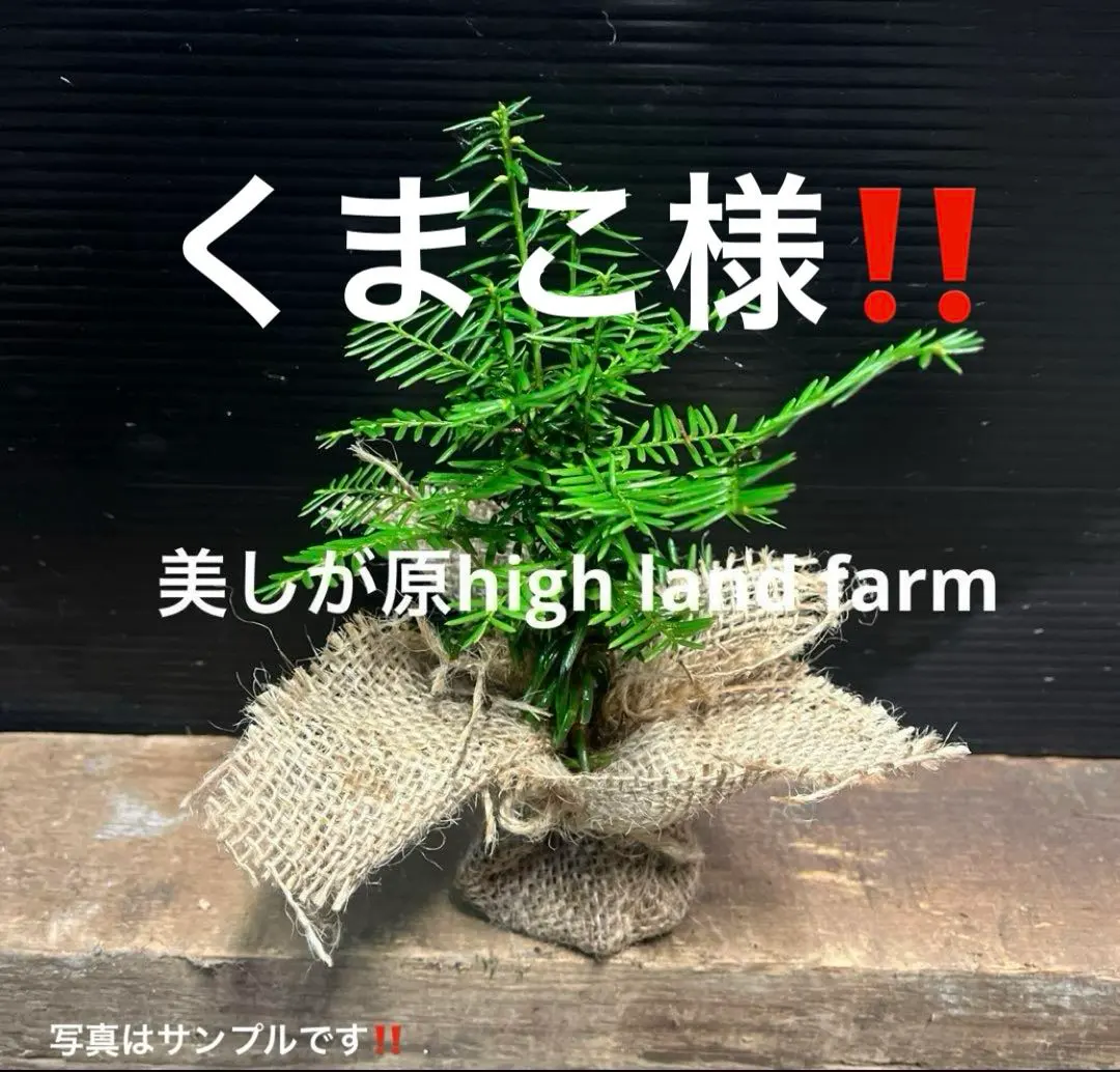 2026年最新】白樺 苗木の人気アイテム - メルカリ