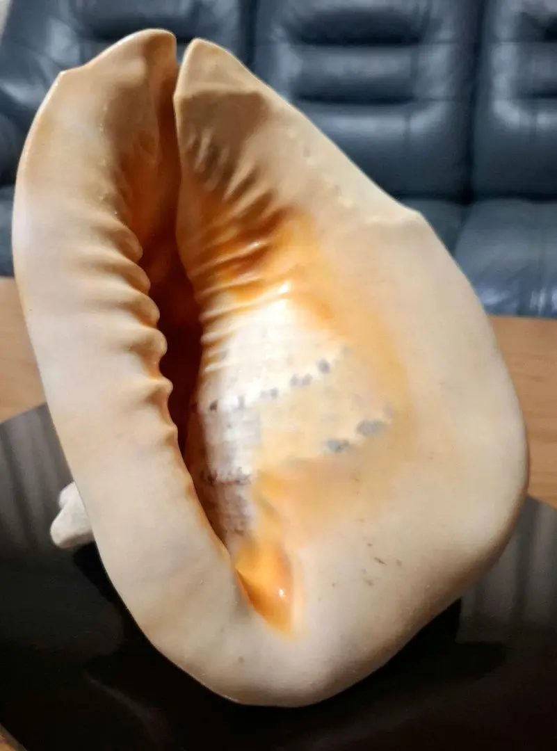 2026年最新】トウカムリ貝の人気アイテム - メルカリ