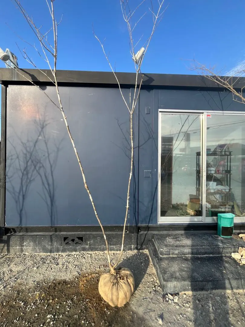 2026年最新】アオダモの庭の人気アイテム - メルカリ