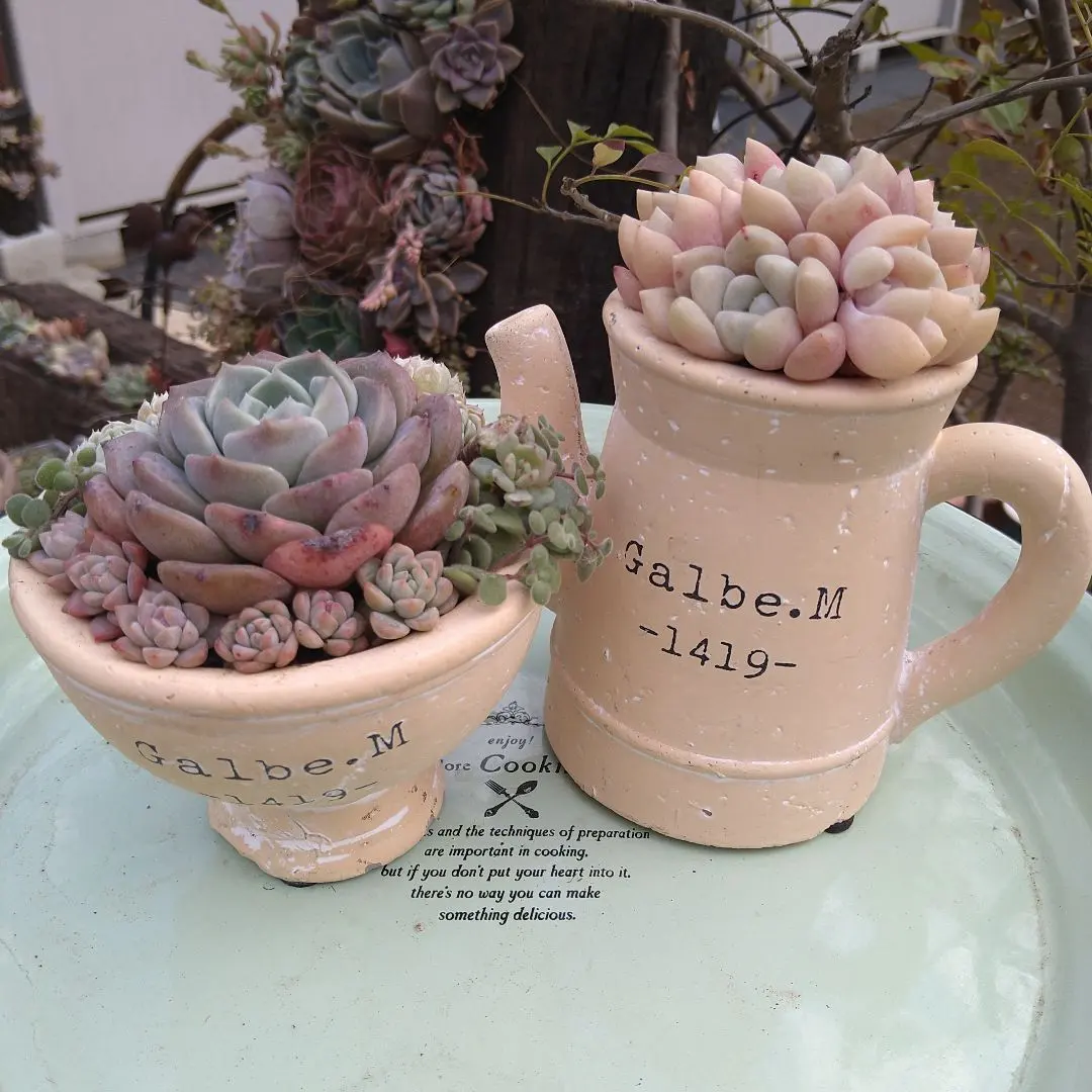 2026年最新】そのまま飾れる多肉寄植えの人気アイテム - メルカリ