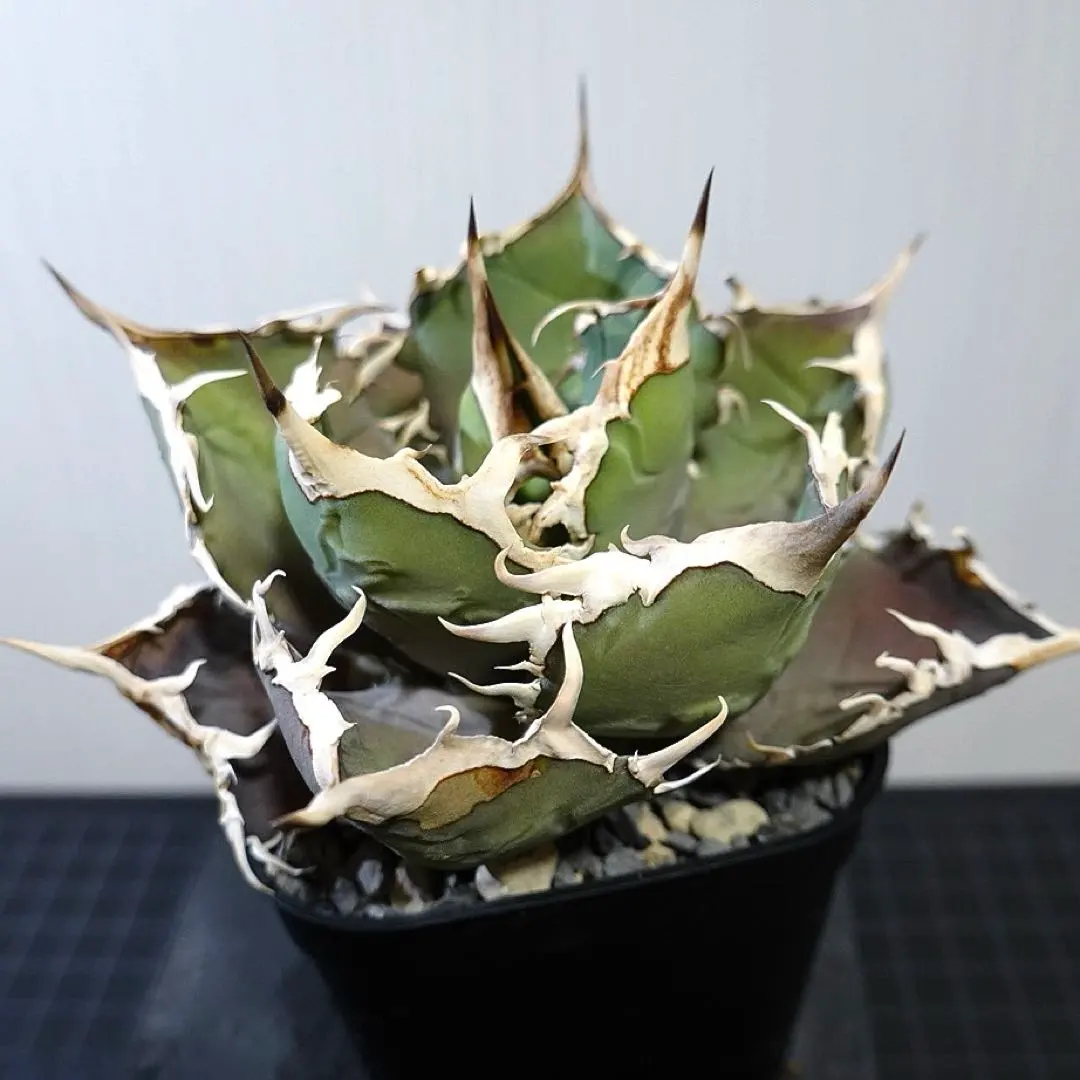 2026年最新】ホワイトホーク アガベの人気アイテム - メルカリ