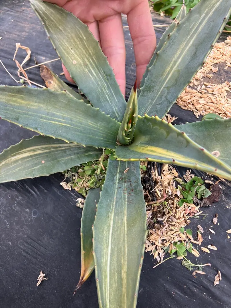 2026年最新】アガベ アメリカーナ縞斑の人気アイテム - メルカリ