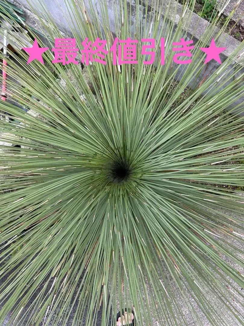 2026年最新】ダシリリオンの人気アイテム - メルカリ