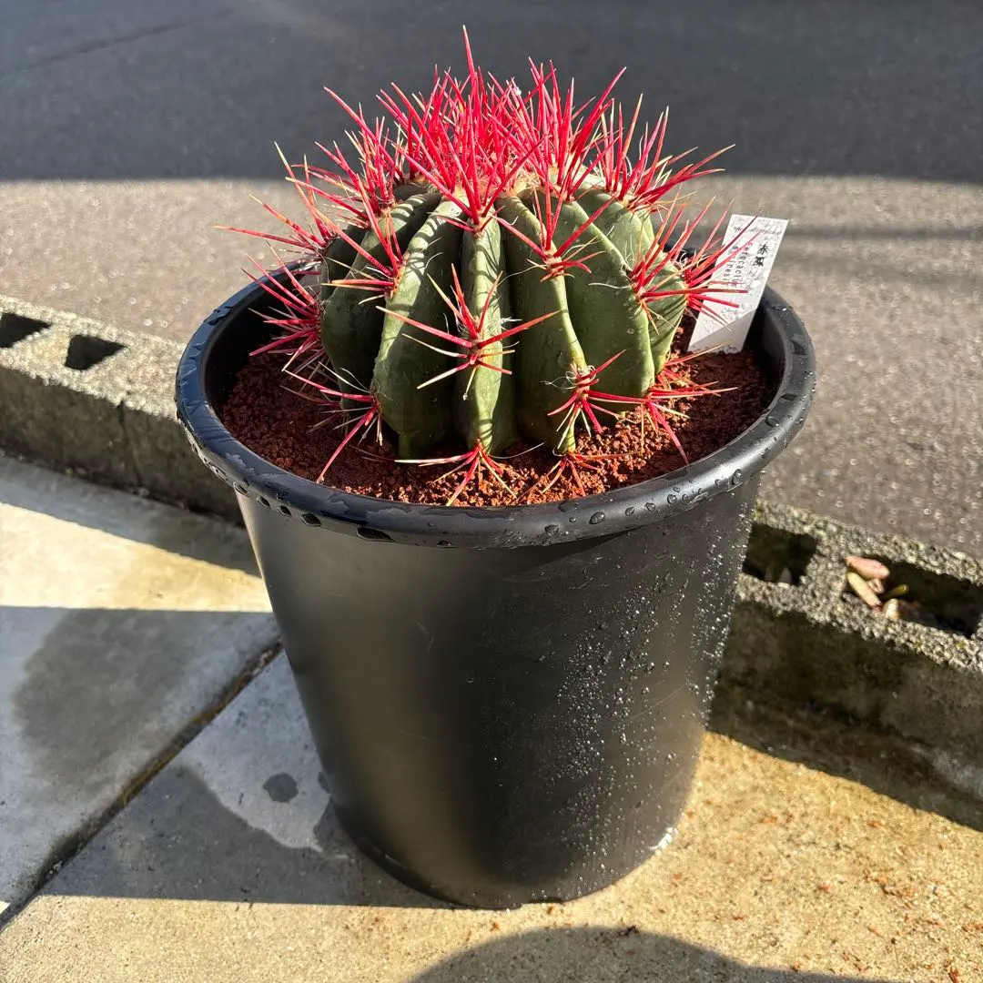 2026年最新】サボテン赤鳳の人気アイテム - メルカリ