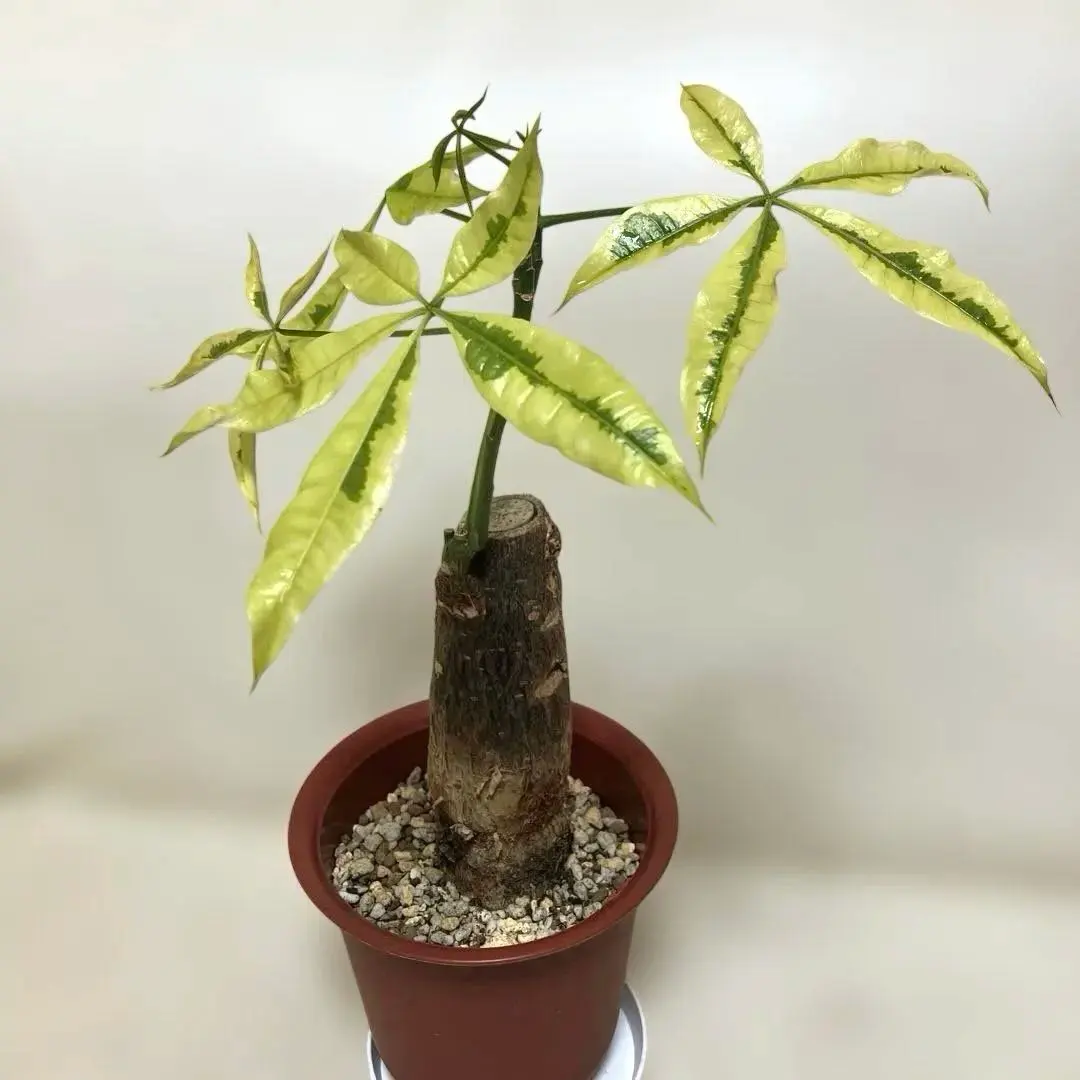 2026年最新】パキラ 実生 ムーンライトの人気アイテム - メルカリ