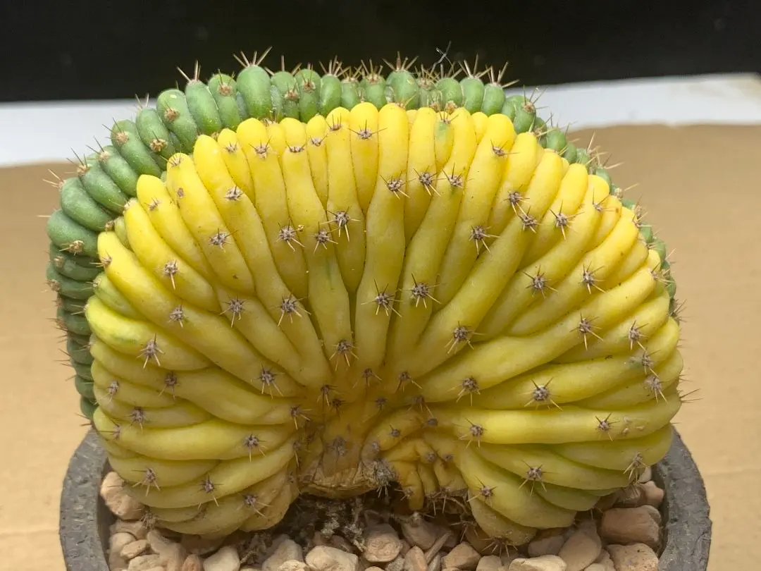 2026年最新】トリコケレウスの人気アイテム - メルカリ