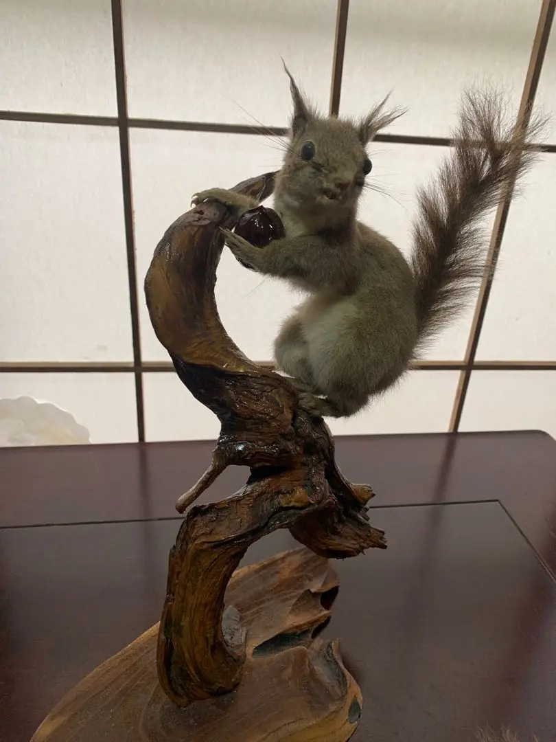 2026年最新】リス 剥製の人気アイテム - メルカリ