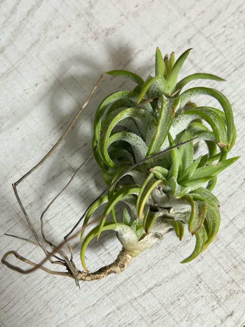 2026年最新】チランジア バンハイニンギーの人気アイテム - メルカリ