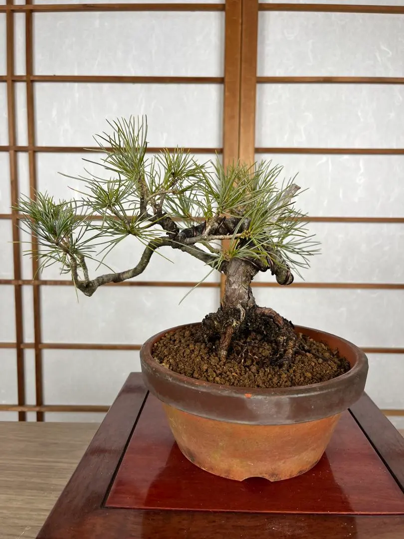 2026年最新】那須五葉の人気アイテム - メルカリ