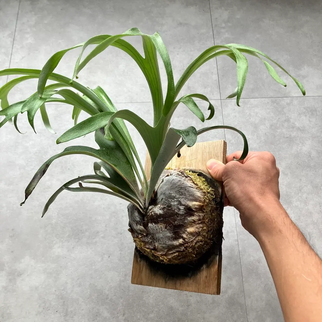 2026年最新】アルシコルネ ドワーフの人気アイテム - メルカリ