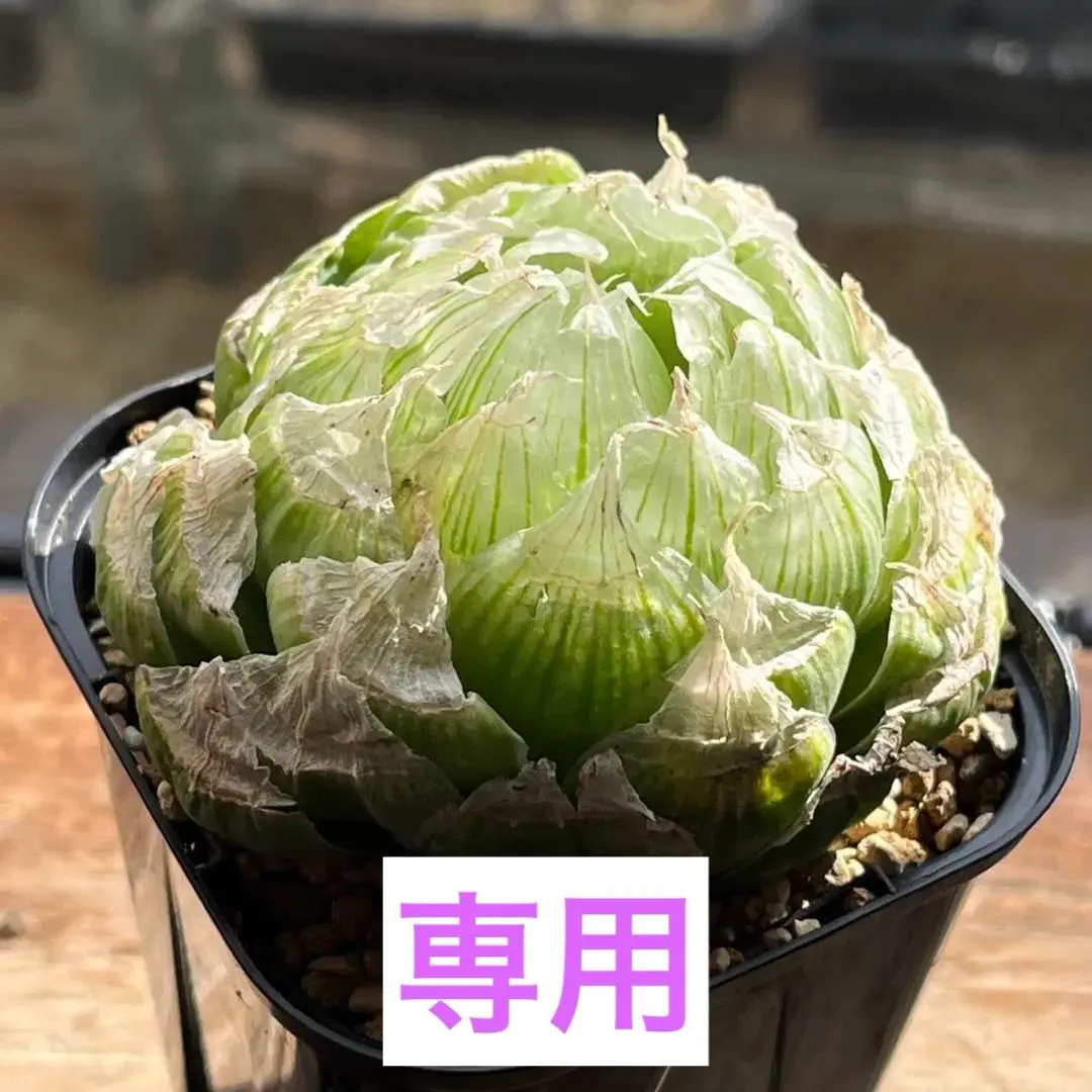 2026年最新】ハオルチア ロックウッディの人気アイテム - メルカリ