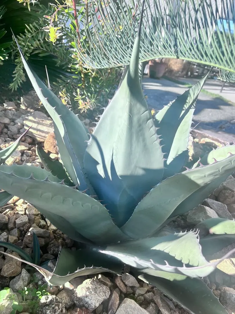 2026年最新】アガベスカブラ錦の人気アイテム - メルカリ