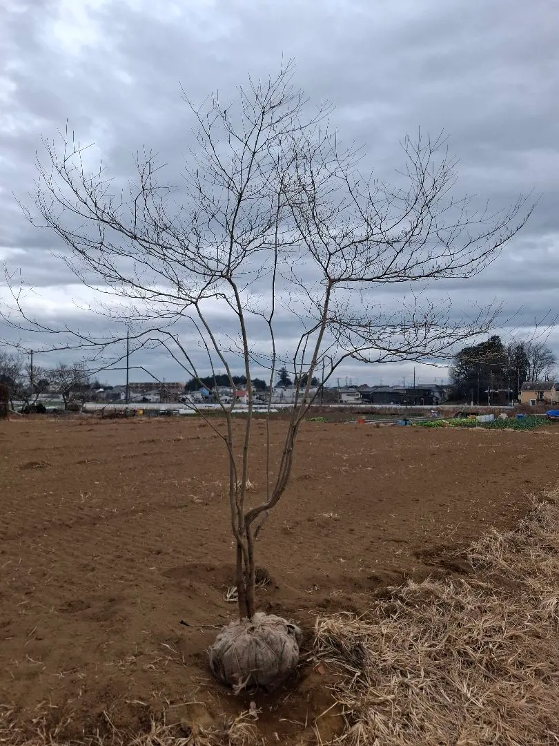 2026年最新】アオダモの庭の人気アイテム - メルカリ