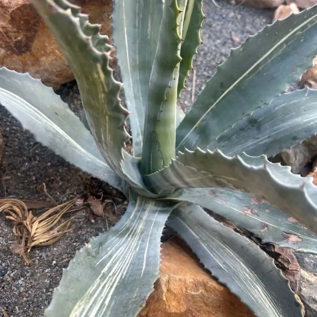 2026年最新】アガベ アメリカーナ 白 縞斑の人気アイテム - メルカリ