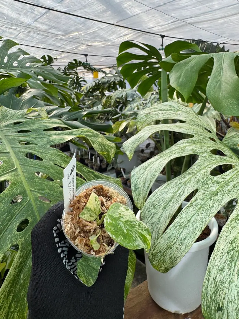 2026年最新】モンステラ デリシオーサ フルミントの人気アイテム