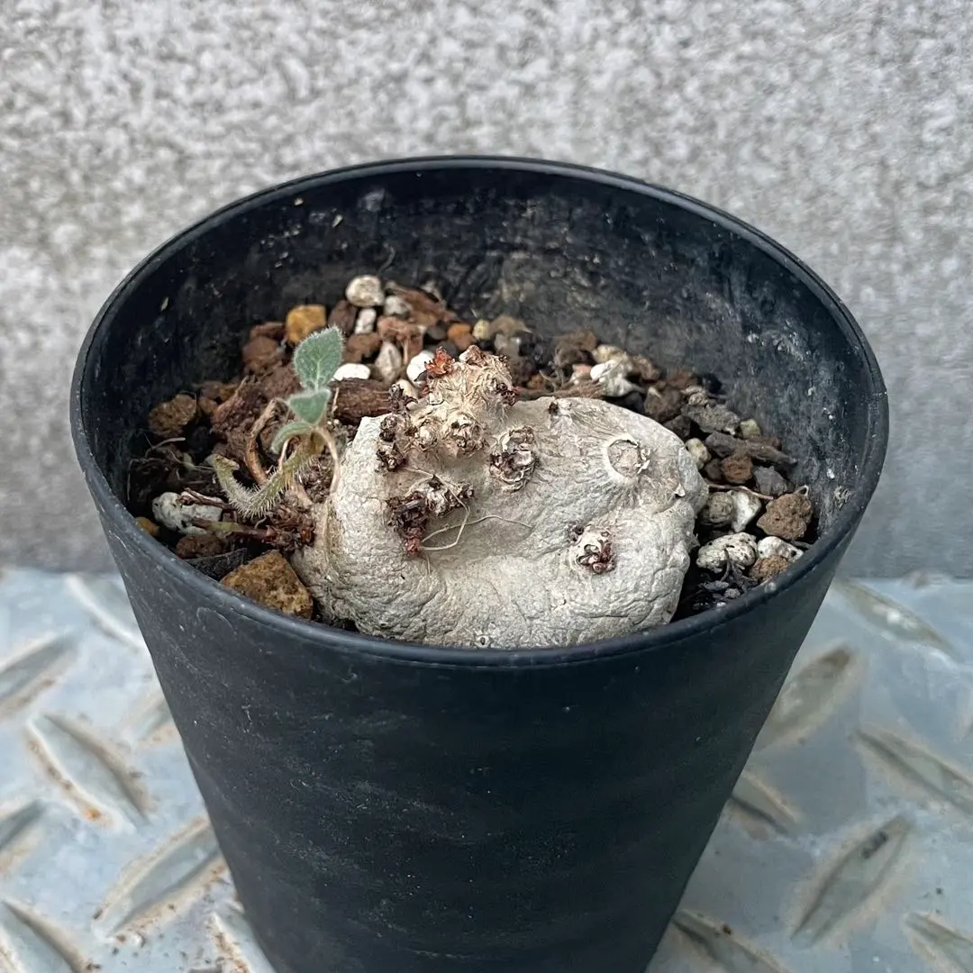 2026年最新】シンニンギアの人気アイテム - メルカリ