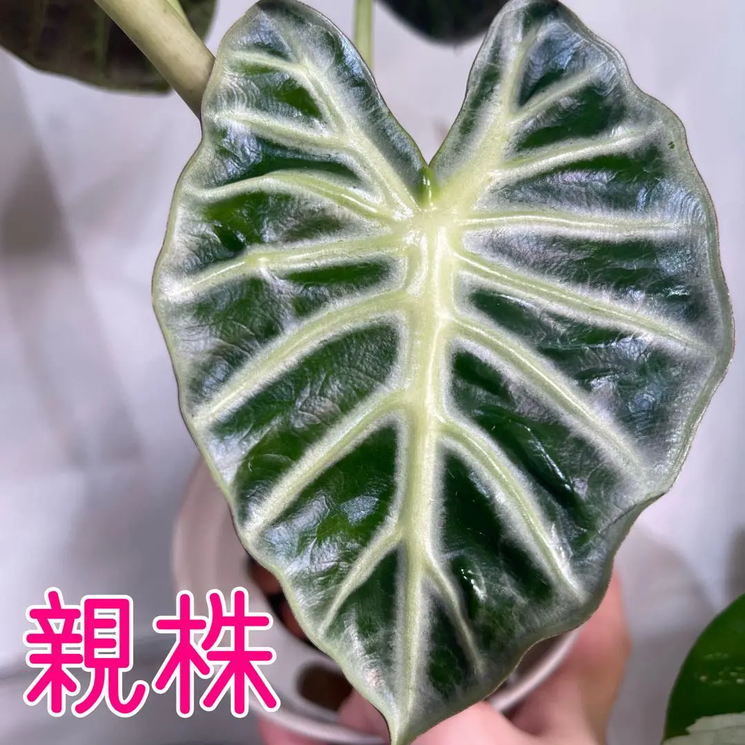 2026年最新】アロカシアバルーンハートの人気アイテム - メルカリ