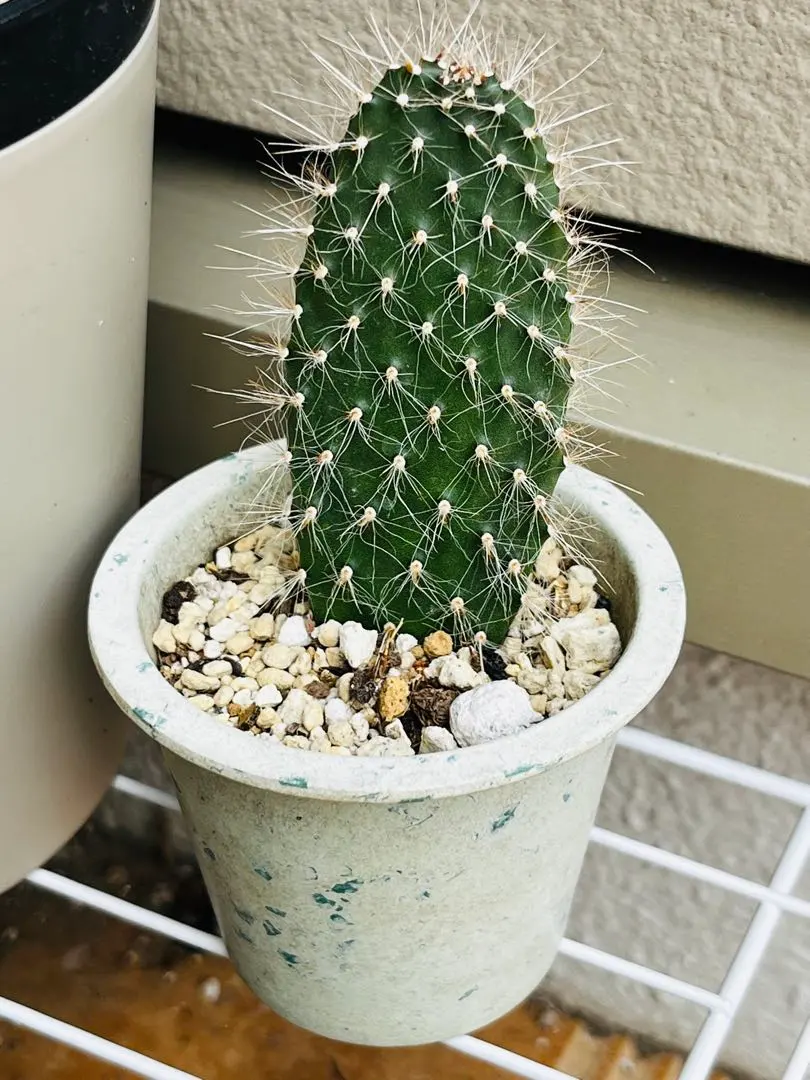 2026年最新】ガラパゴス団扇の人気アイテム - メルカリ