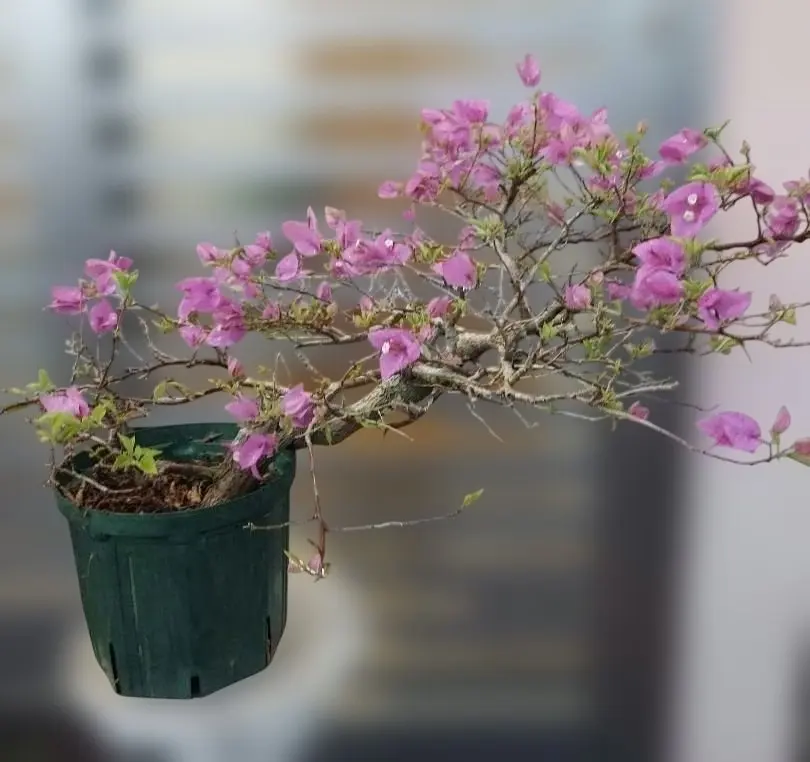 2026年最新】ブーゲンビリア 盆栽の人気アイテム - メルカリ