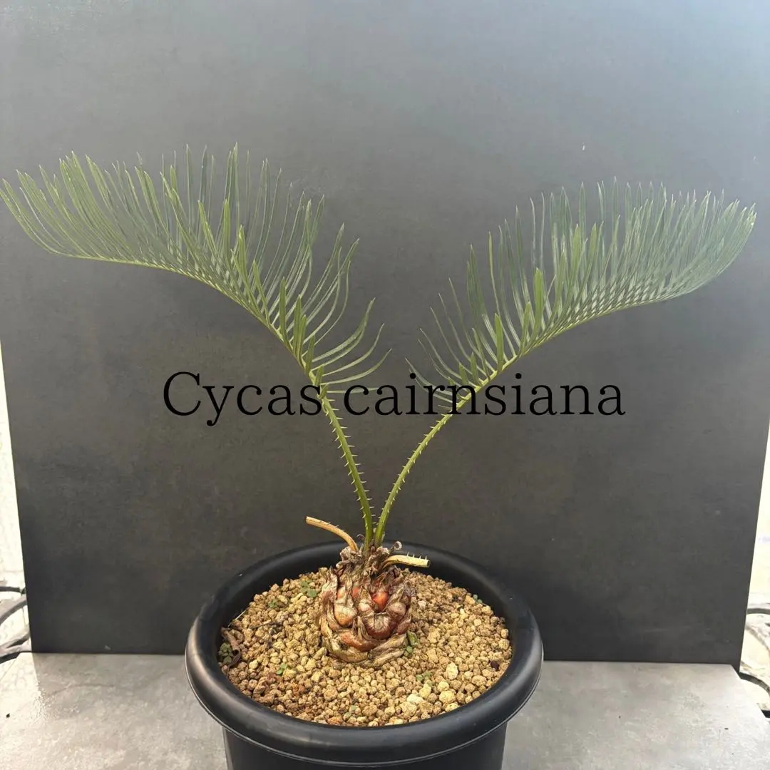 2026年最新】サイカスカイルンシアナの人気アイテム - メルカリ