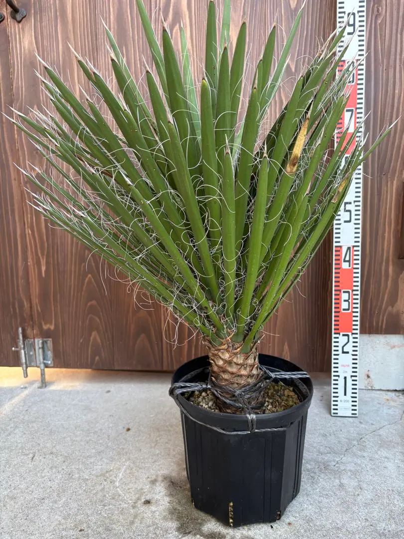 2026年最新】ユッカ フィリフェラの人気アイテム - メルカリ