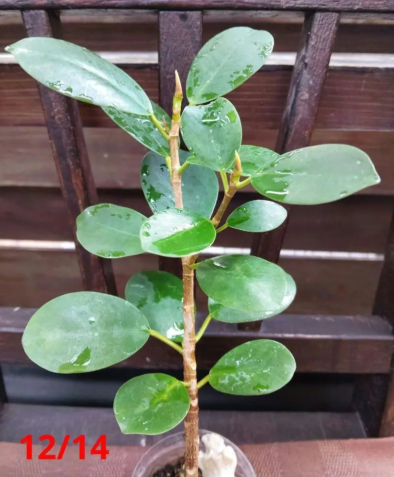 2026年最新】パンダガジュマル斑入りの人気アイテム - メルカリ