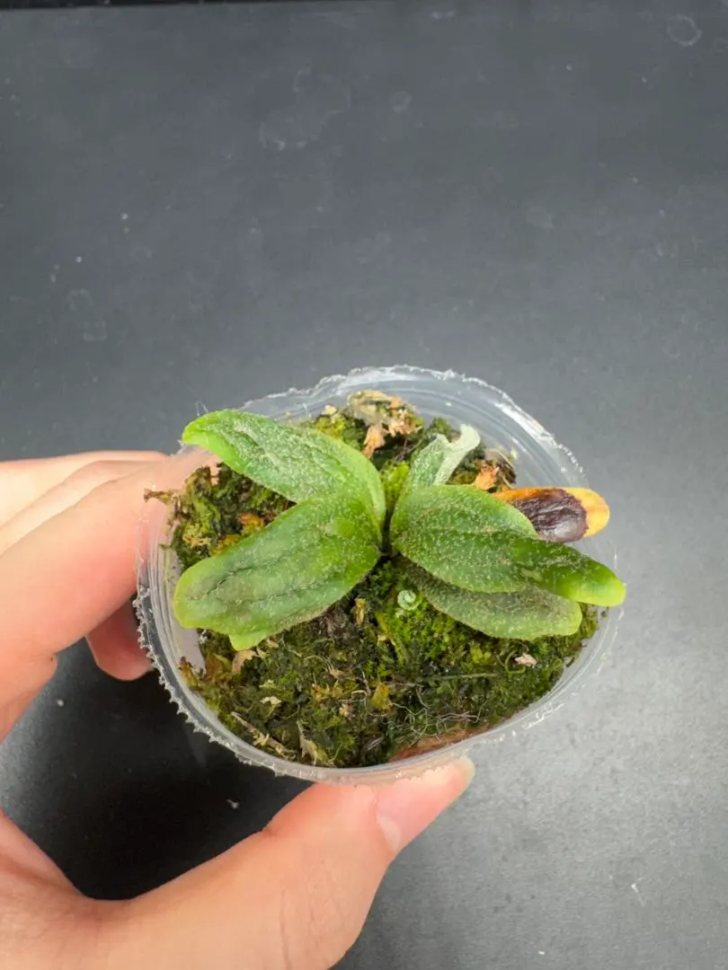 2026年最新】fish bone ビカクシダの人気アイテム - メルカリ