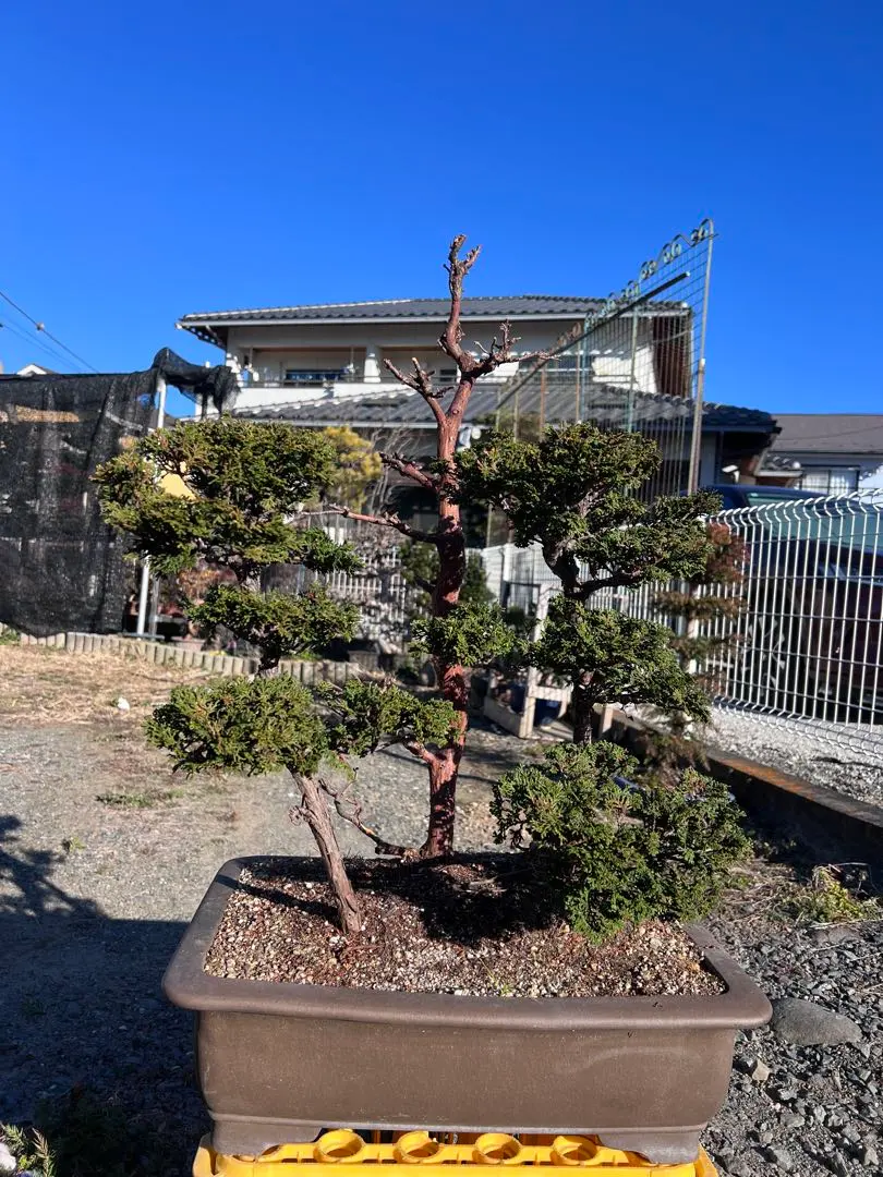 2026年最新】津山檜盆栽の人気アイテム - メルカリ