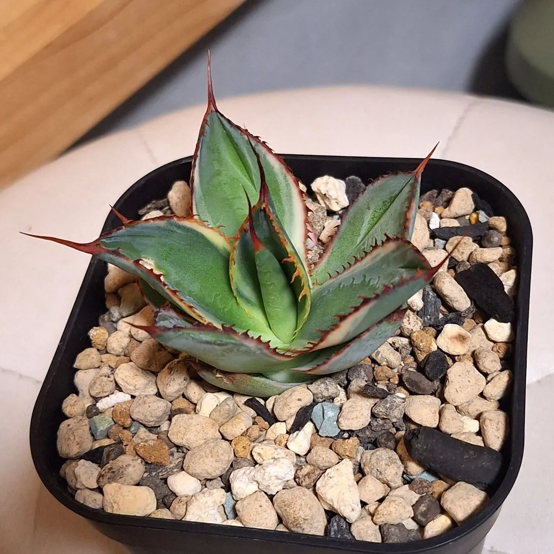 2026年最新】ボビコルヌータの人気アイテム - メルカリ