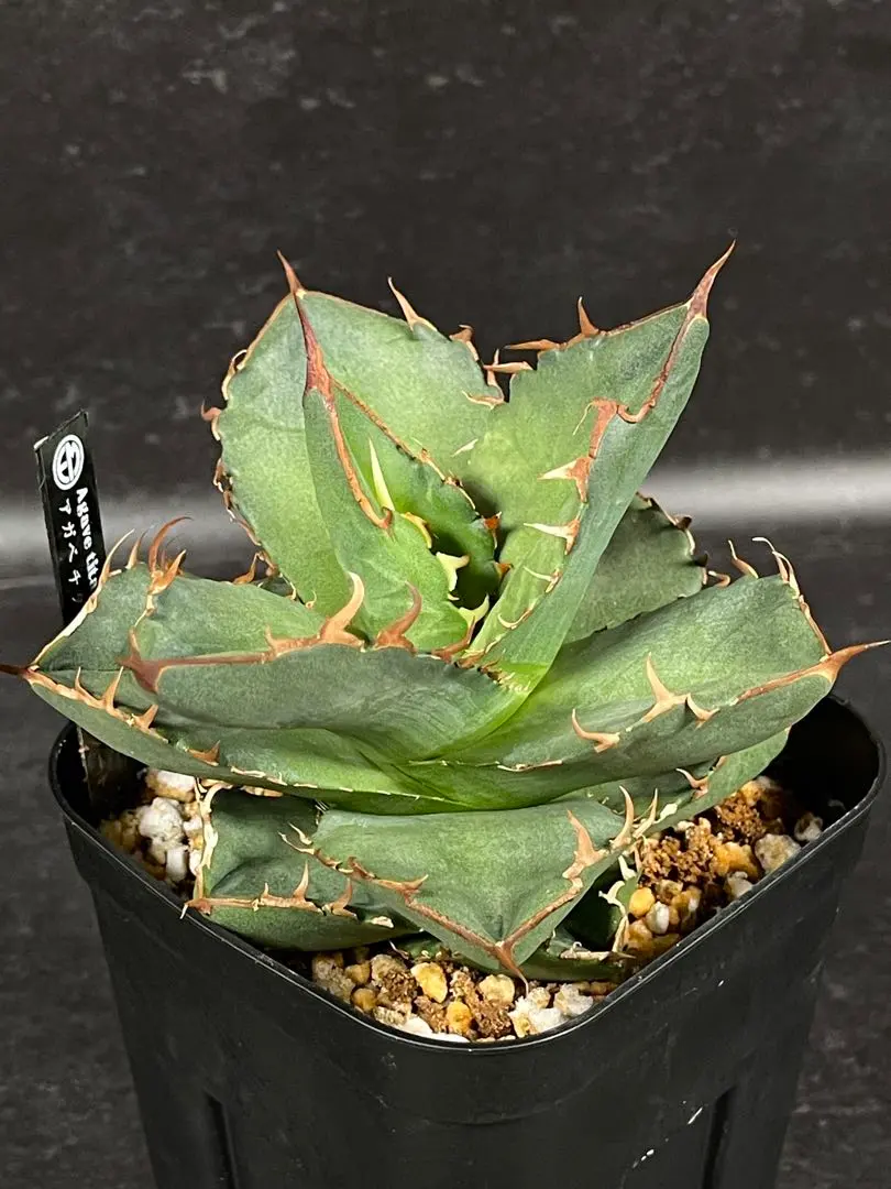 2026年最新】ジャガーノート錦の人気アイテム - メルカリ