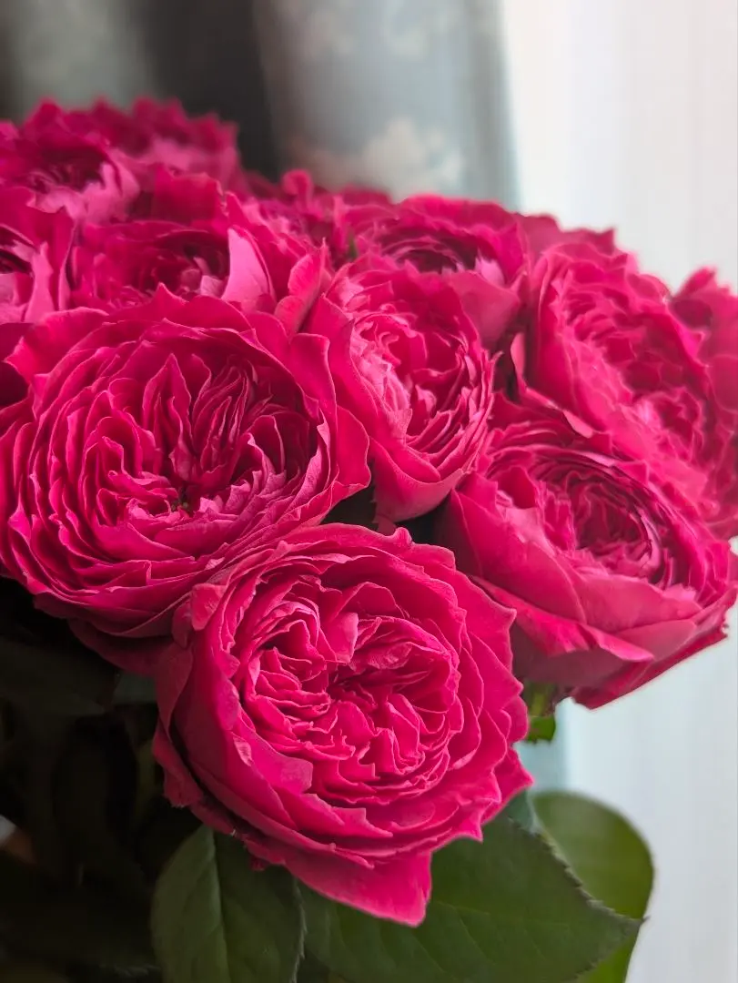 2026年最新】一期一会バラ苗の人気アイテム - メルカリ