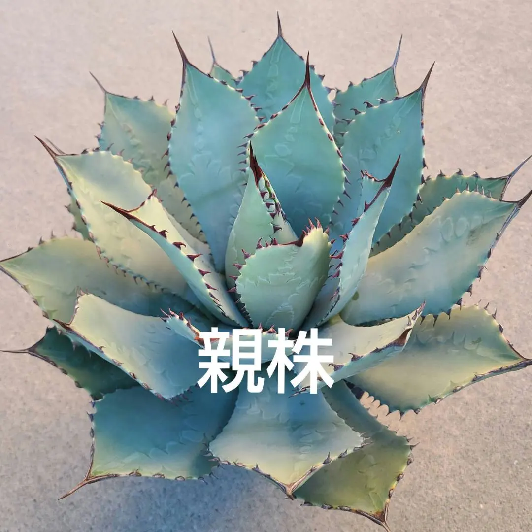 2026年最新】パリーハイブリッドの人気アイテム - メルカリ