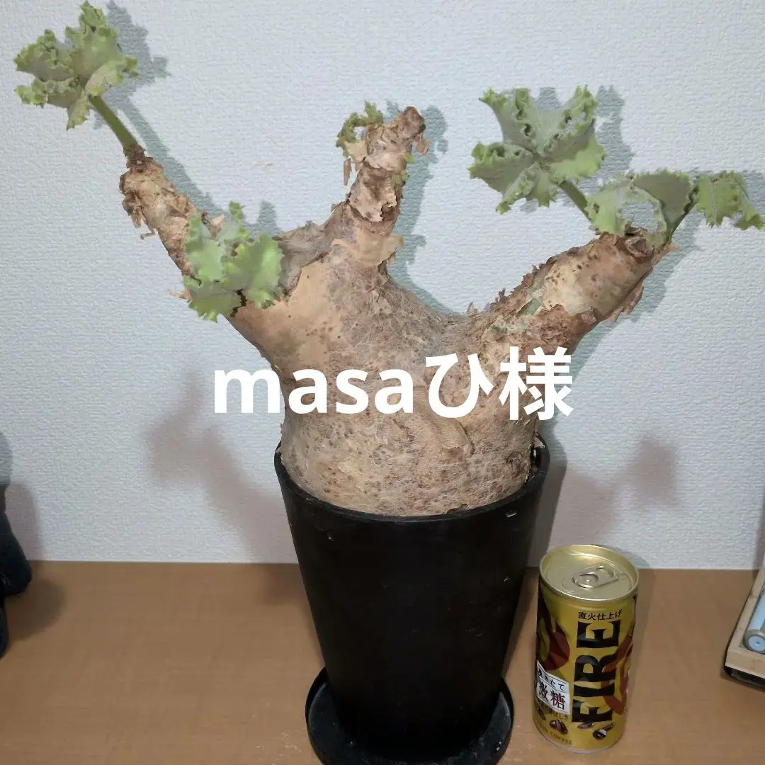 2026年最新】キフォステンマの人気アイテム - メルカリ