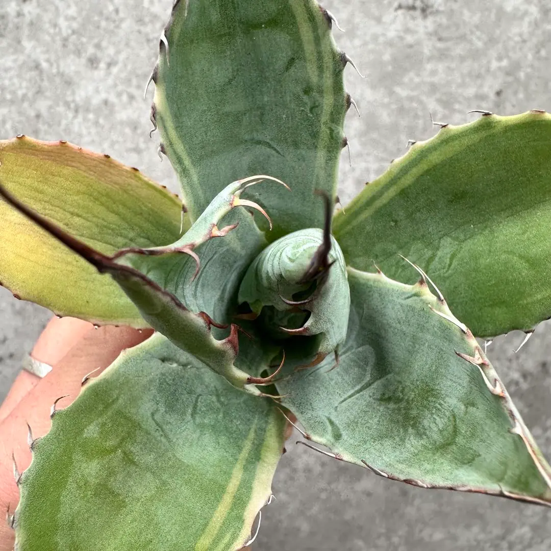 2026年最新】アガベ パラサナ錦 ファイヤーボールの人気アイテム