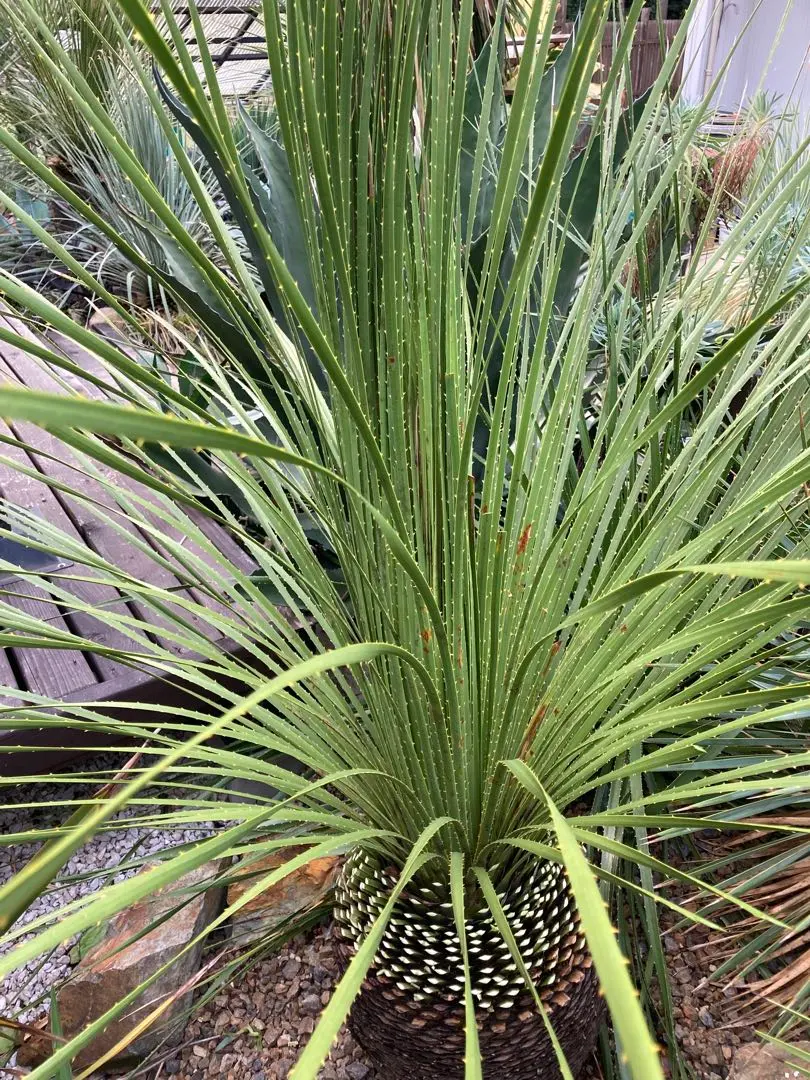 2026年最新】ダシリリオン ミキワネンシスの人気アイテム - メルカリ