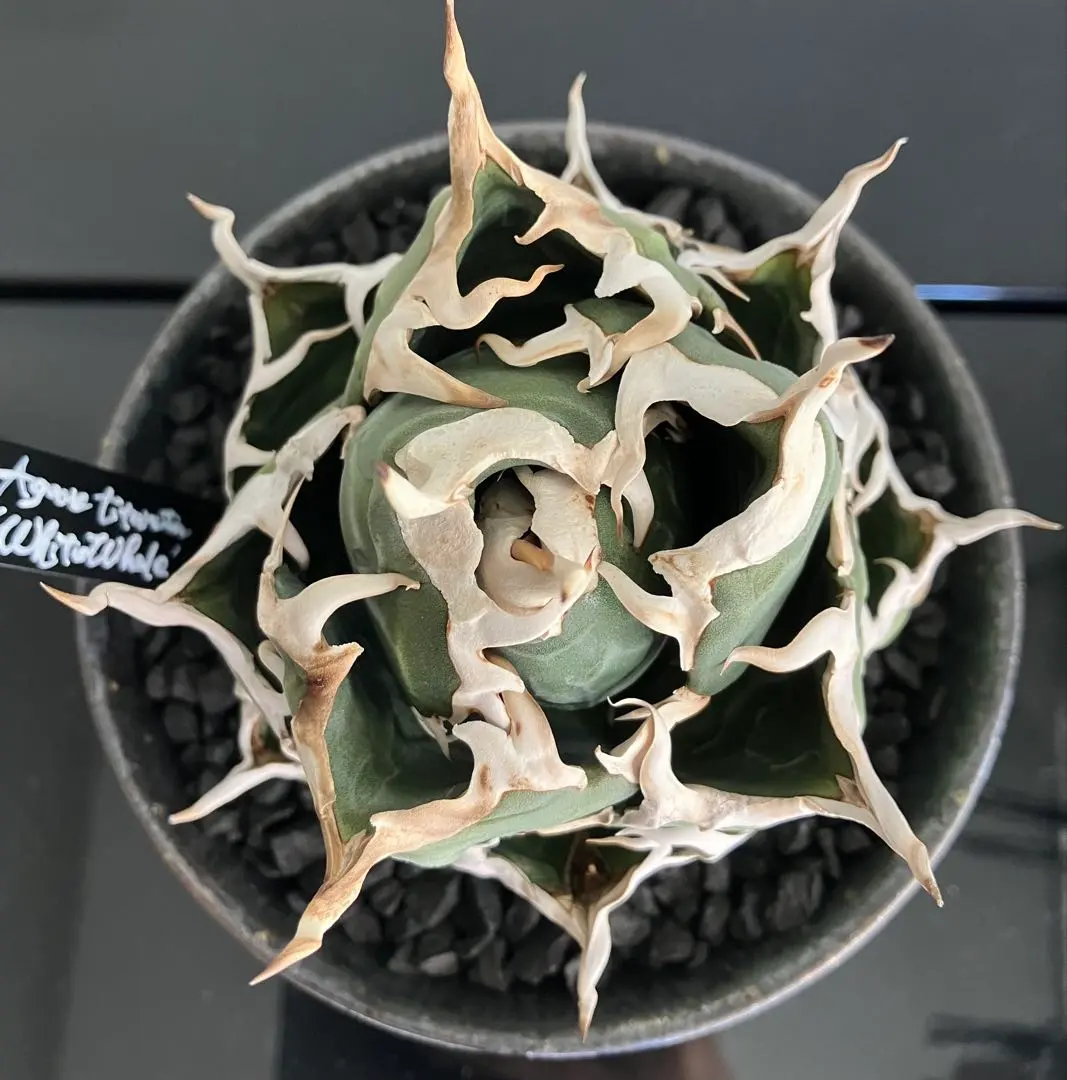 2026年最新】ヤタガラス 鉢の人気アイテム - メルカリ