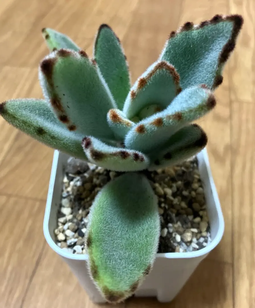 2026年最新】カランコエ もふもふの人気アイテム - メルカリ