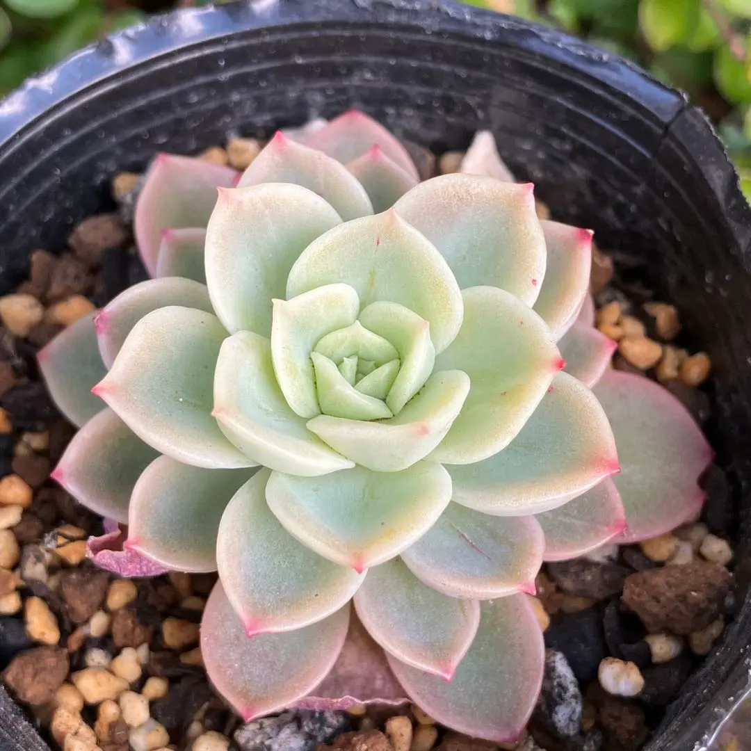 2026年最新】メローイエロー 多肉の人気アイテム - メルカリ