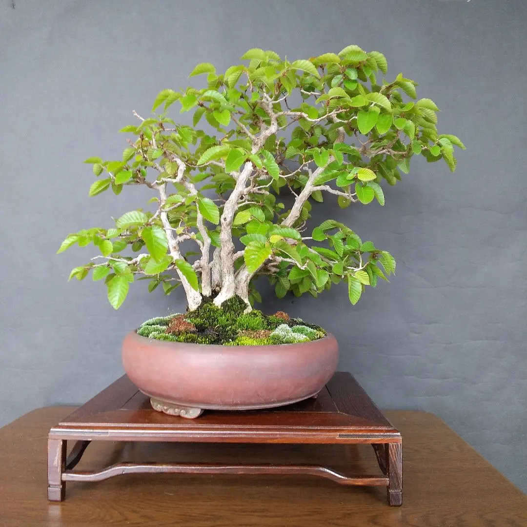 2026年最新】イワシ 盆栽の人気アイテム - メルカリ