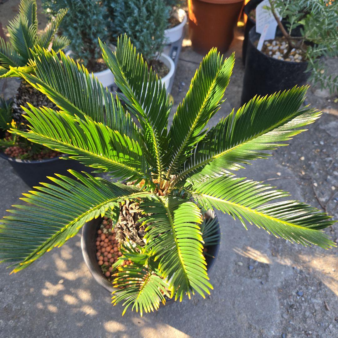 ⑰　金環ソテツ　７号　最高等級極上品‼️不定芽沢山　期間限定セール‼️