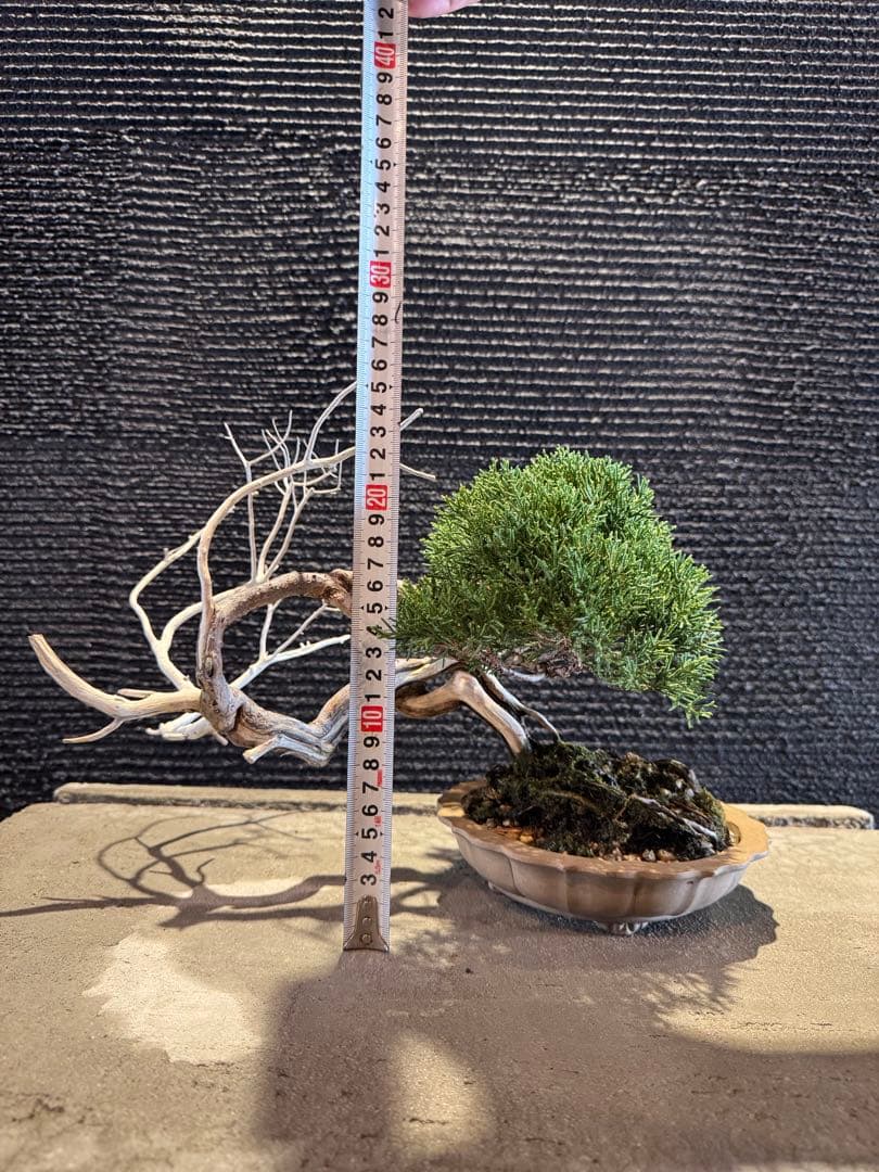 真柏 盆栽 高さ約26cm - メルカリ